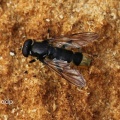 Xylota sylvarum, male, hoverfly, Alan Prowse